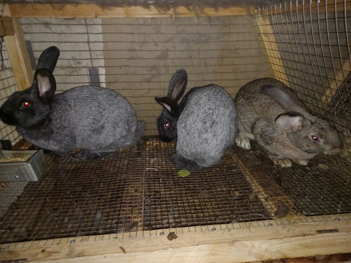 Продам молодых крольчих и кролов