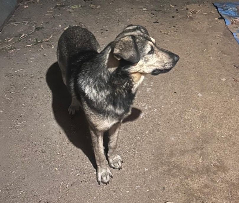 Ищем добрые руки для собак - дворняги и хаски