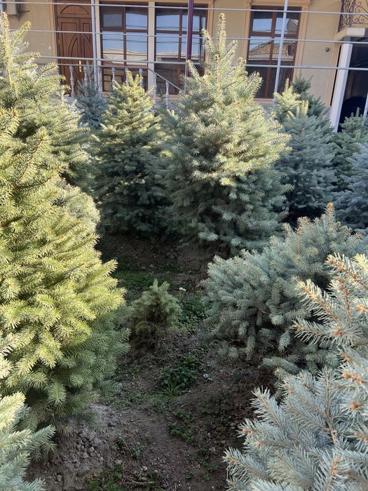 Голубая ель для сада и дачи