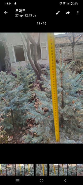 Арча Голубой Ель