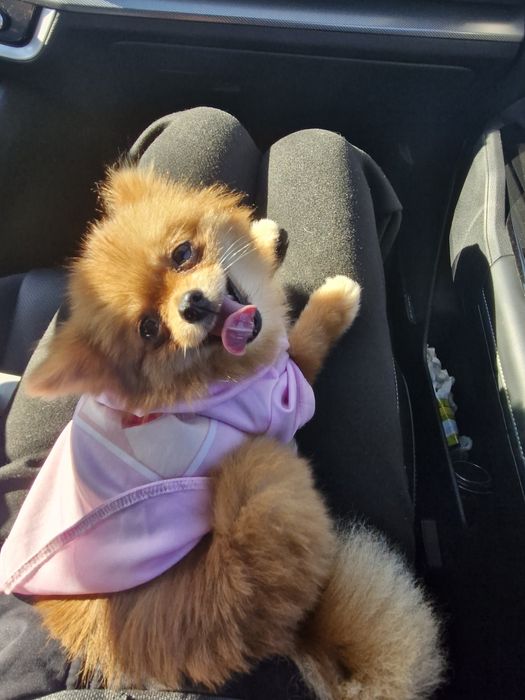 Мини померанчета