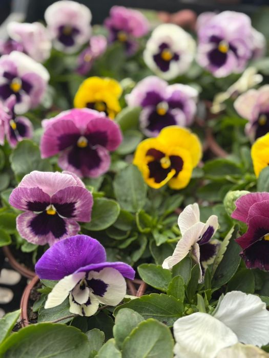 Crizanteme si Panselute