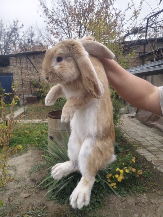 Продам кроликов порода "французский баран"