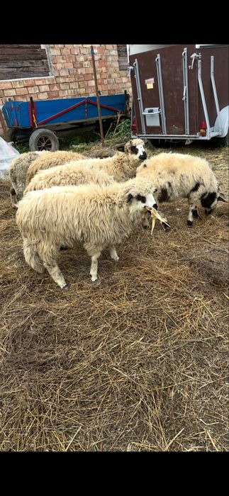 De vanzare 5 milute si un berbecut din anul 2025 fara defecte