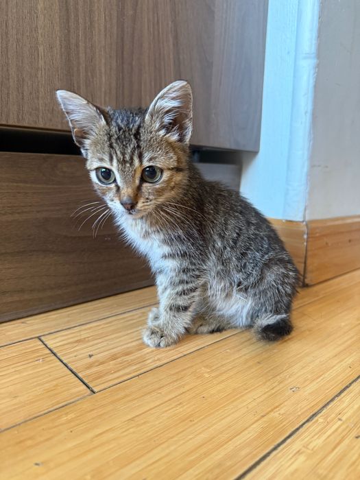 Котенок 3 месяца мальчик