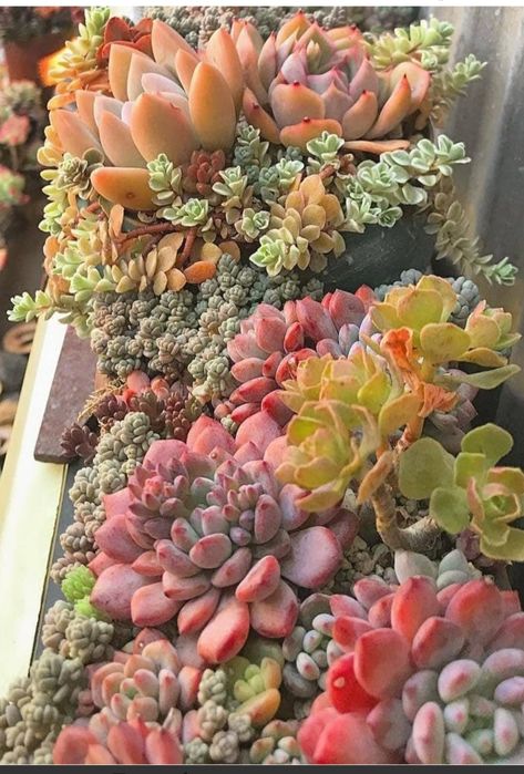 Комнатные цветы от 500тн и выше