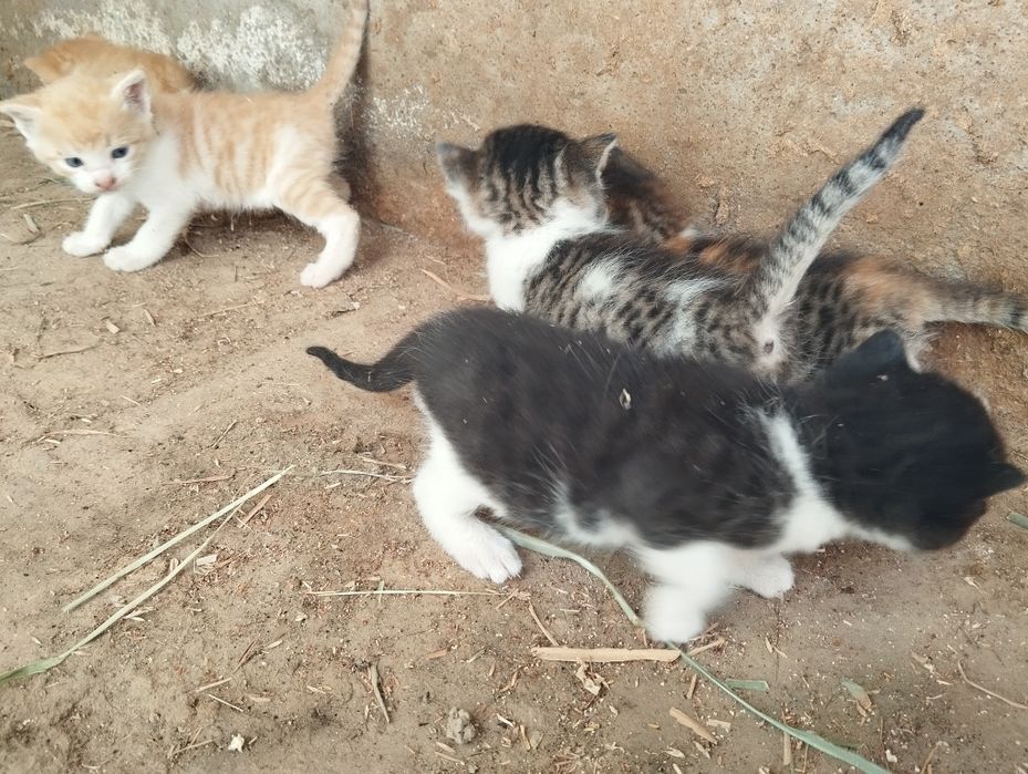 Mushukchalar kimga kk bolsa bervoram