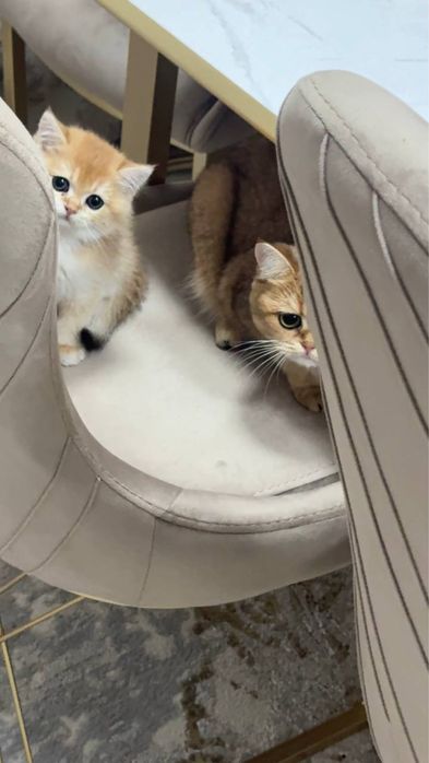 Золотой шиншила 3 ойлик сотилади