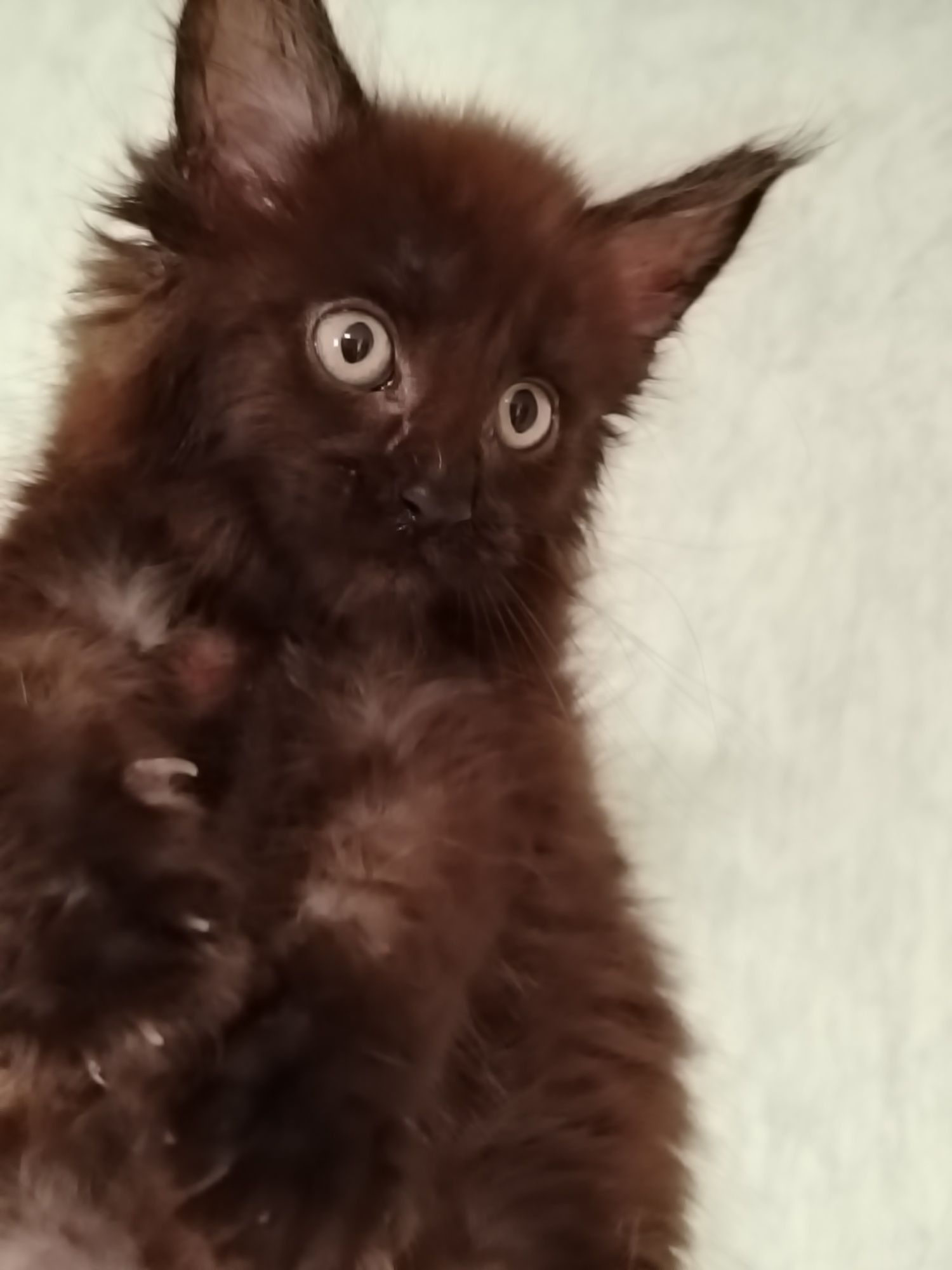 Котята Мейн куны из питомника