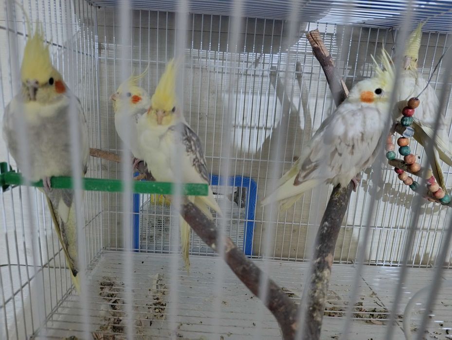 Попугай Корелла . Умные можно приучить к рукам. 2 девочки и 1 мальчик