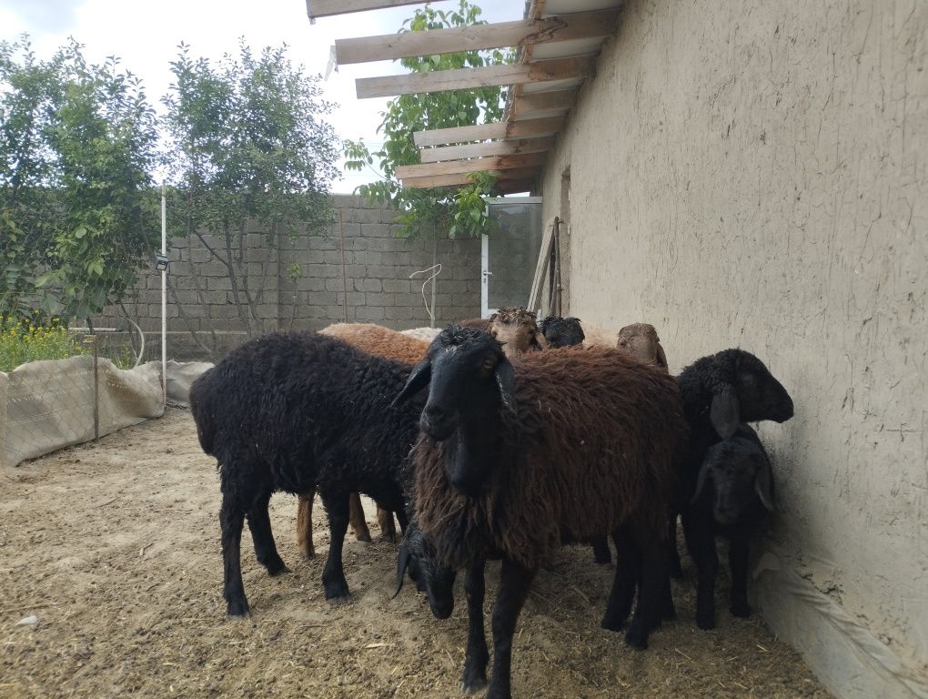 Quzi quchqorlar sotiladi