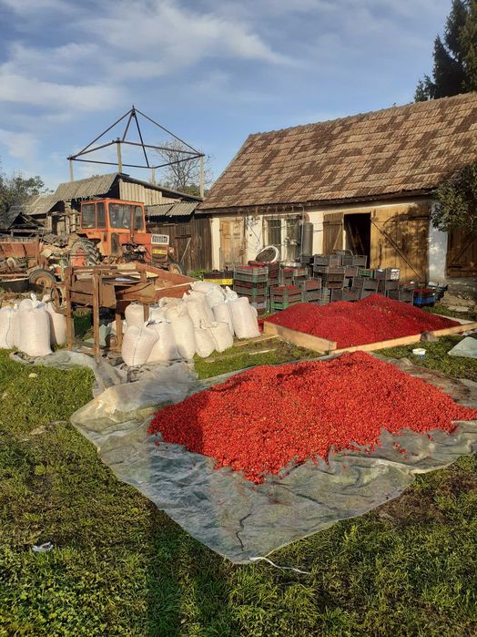 Măcese proaspete (maciese ,rosa canina)