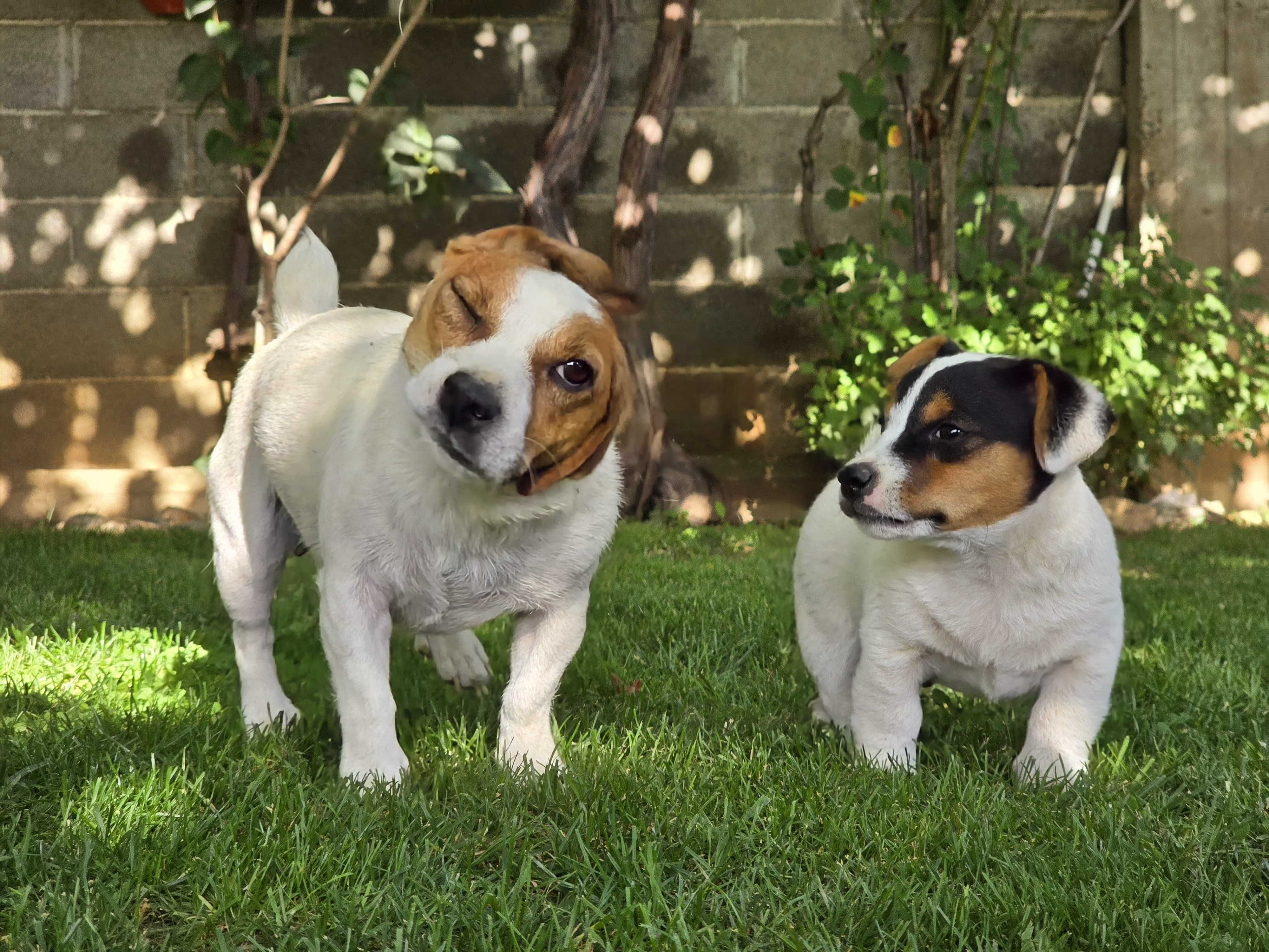 Мини Джак Ръсел Териер / Mini Jack Russell Terrier