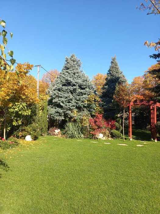 Reducere Brazi Normandieni Naturali – Direct de la Producător,