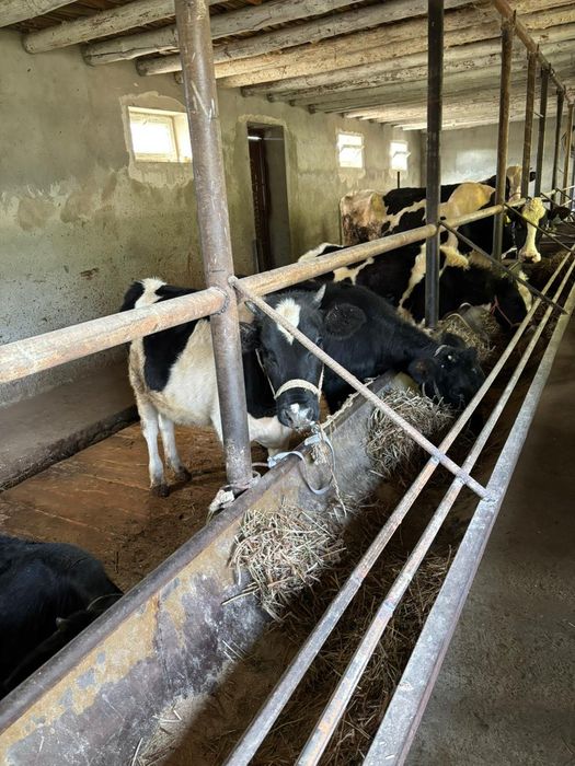 Тёлки 7-8 месячные