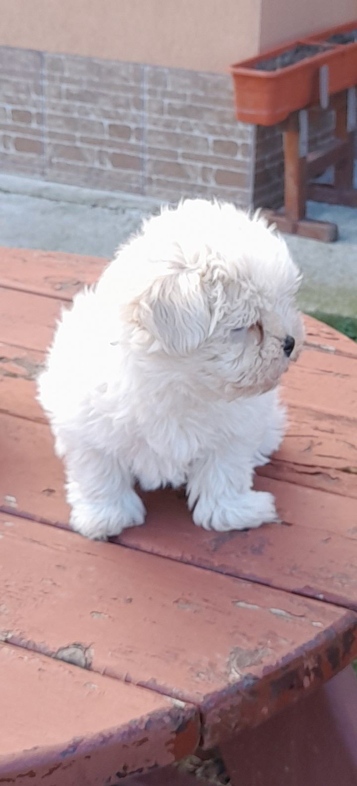 Catel bichon maltese