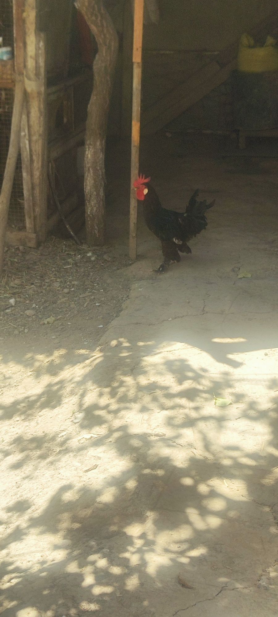 Xorozlar sotiladi