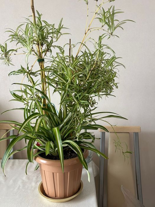 Цветок комнатный Хлорофитум