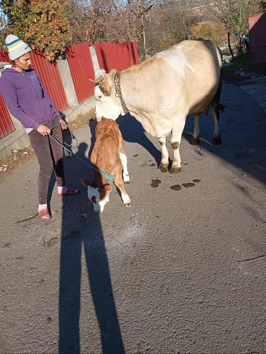 Vind vaca cu vițel de3ani
