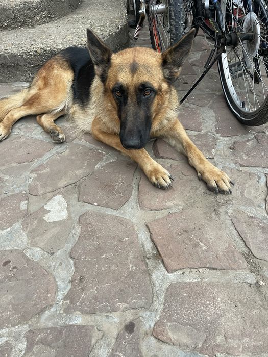 Продавам Немски и белгийски овчарки