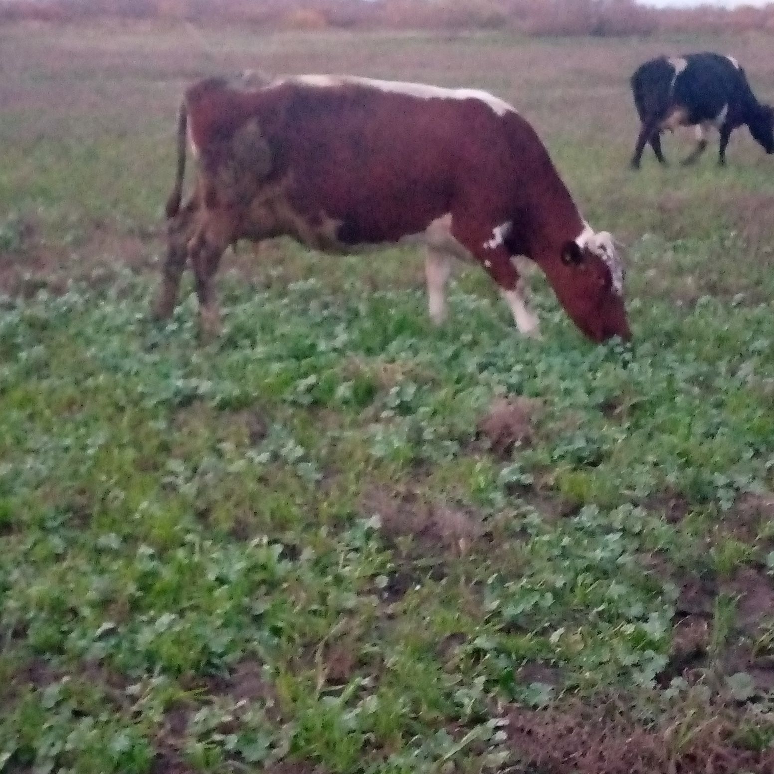 Продам двух коров находятся в Костанайской области посёлок Мелитополь