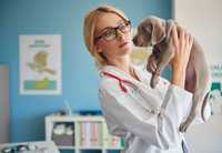 Ветеринар Ветеринарный врач на дом Вакцинация чипирование