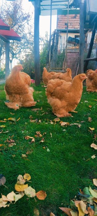 Cocos Cochinchina uras galben