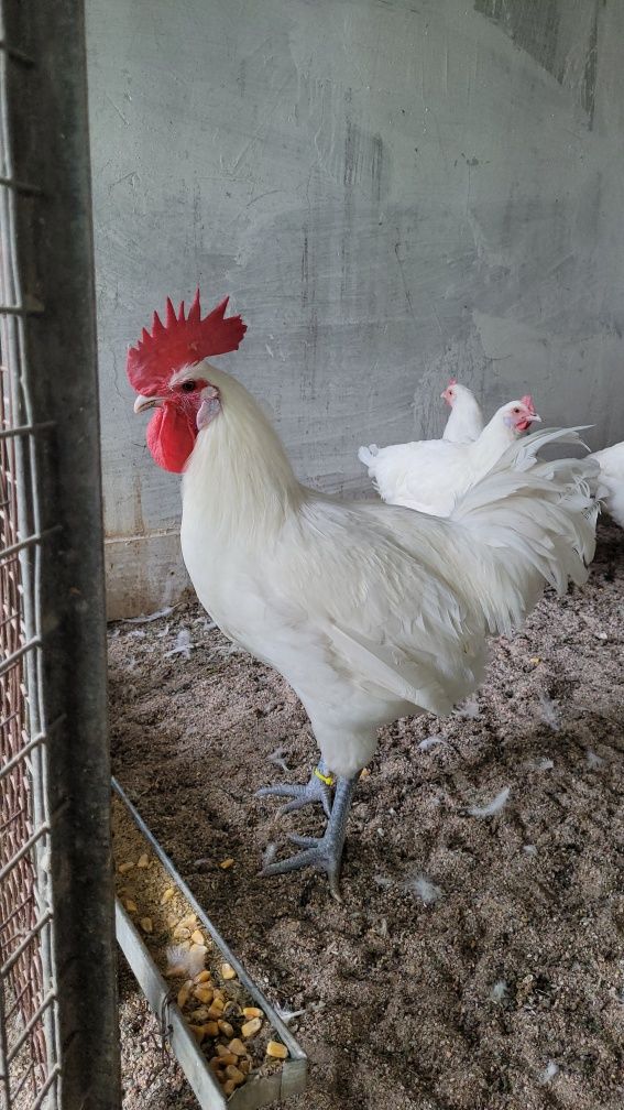 Брессы цыплята быстрорастущие бройлеры яйца инкубация мясо
