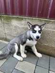 Vand husky Siberian