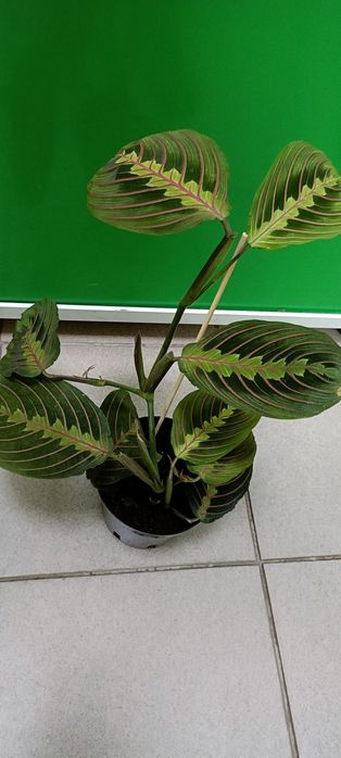 Маранта:4700 тенге