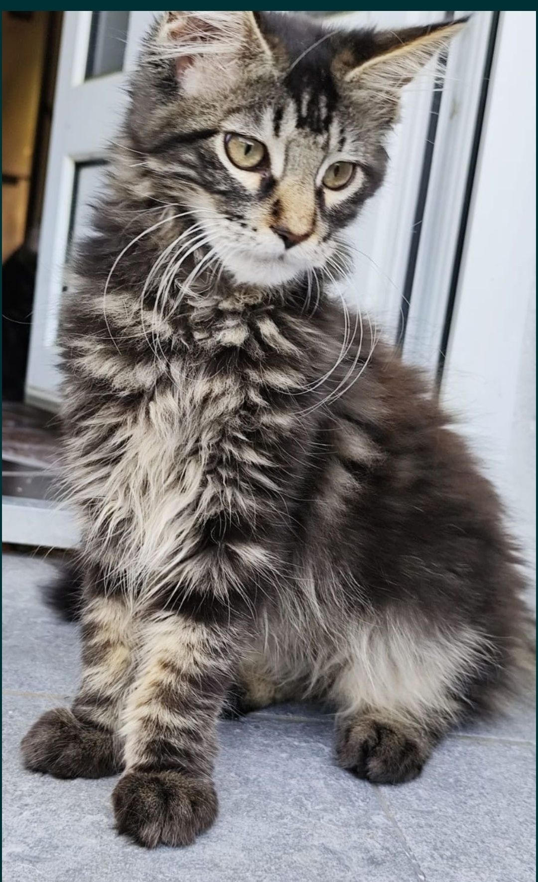 Motănel Maine Coon