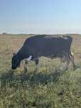Vaca de vanzare.