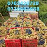 Vand struguri pentru vin