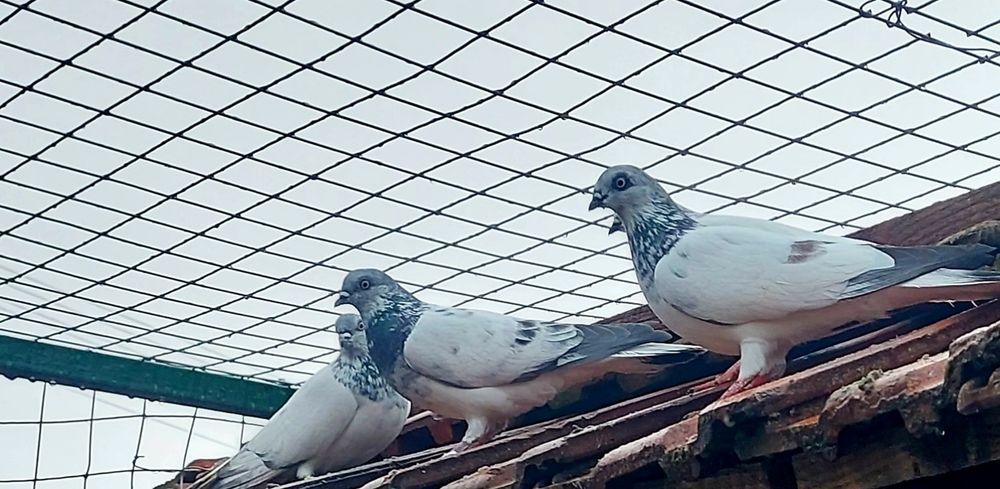 Vand porumbei zburatori de budapesta