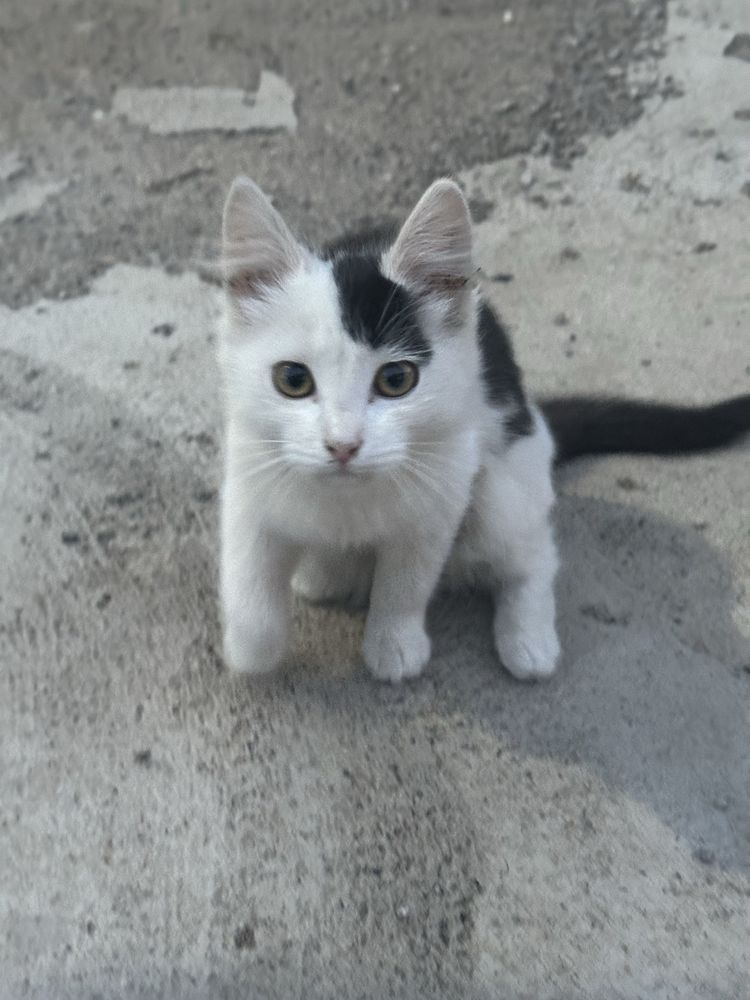 Котенок в добрые руки