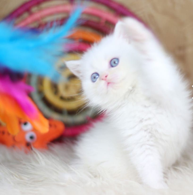 British shorthair white puiut