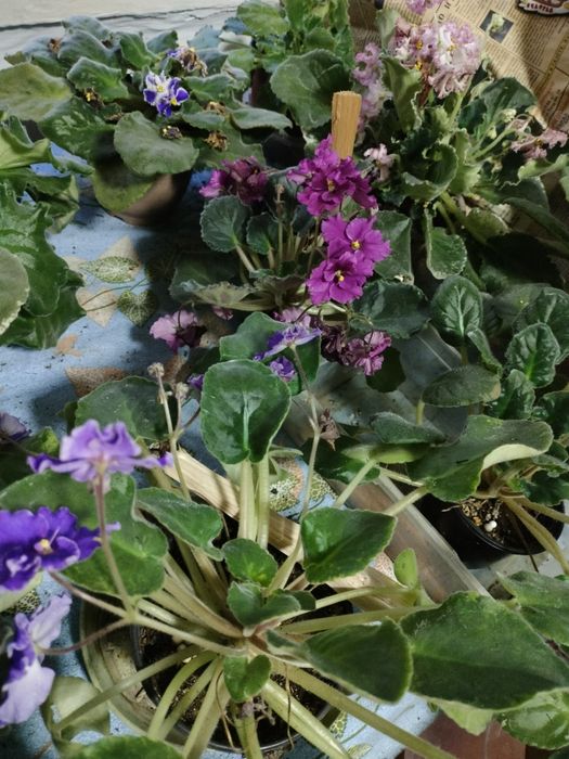 Продаются фиалки