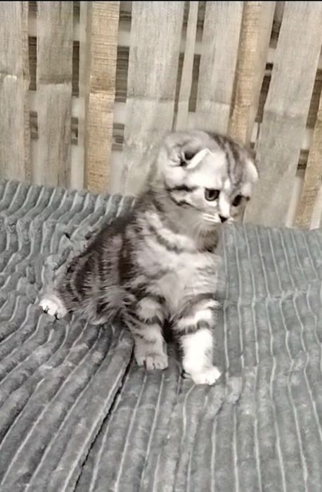 Шикарная девочка Фолдик.