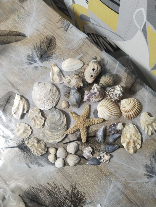 Ракушки сувениры для декора