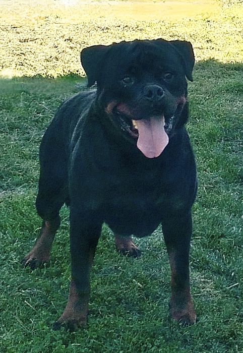 Catelus Rottweiler