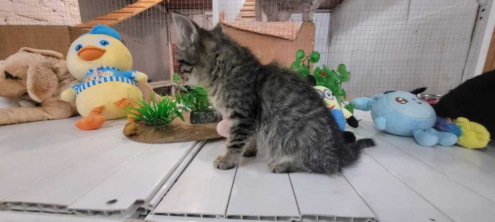 Пристраивается котенок 3 месяца