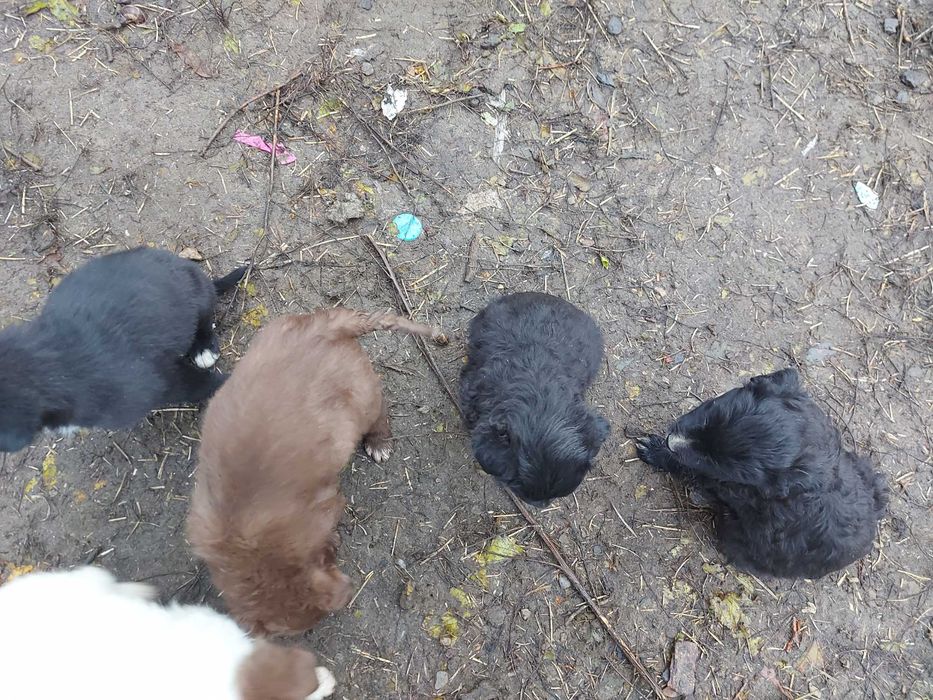 Donez catelusi jucausi