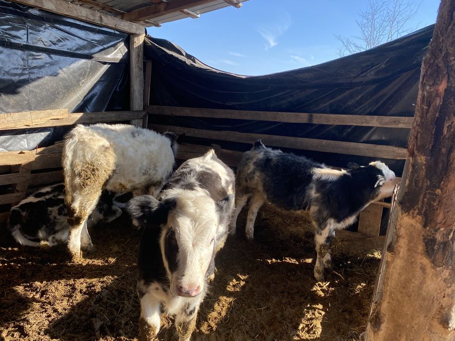 De vanzare trei vitele si un tauras