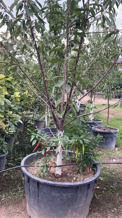 Pomi fructiferi !Pe rod !