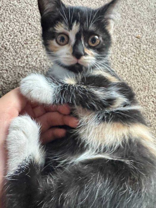 Уй мушуги яхши инсонларга ҳадя қилинади