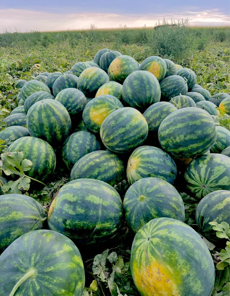 Lubenita-Pepene verde