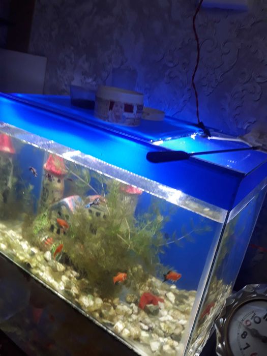 Аквариум зор 50 литр