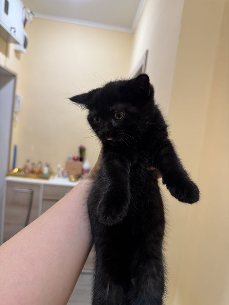 Чистакровный шотладский котенок , 2 месяца