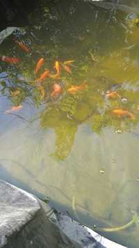 Рыбки в пруд или аквариум
