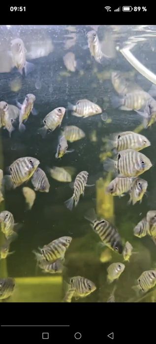 Продаются мальки Северума(ложный дискус) 2-3см.Продажа от 10 шт.